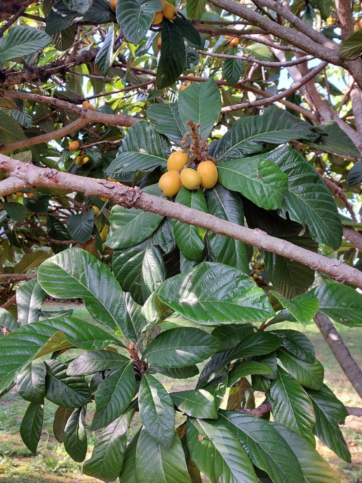 B&B Villa Mia 兰恰诺 外观 照片